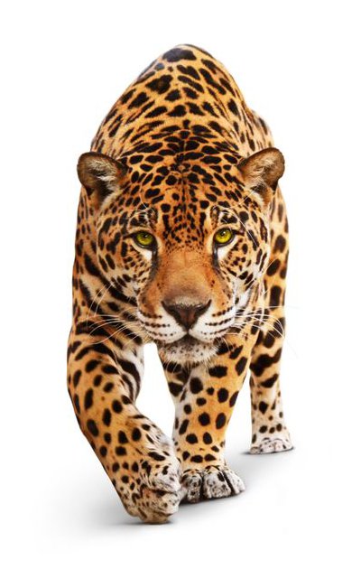 wildNET jaguar server